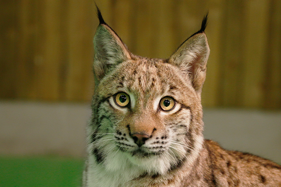 Animal Contact - galerie - animaux de nos forêts - lynx 10