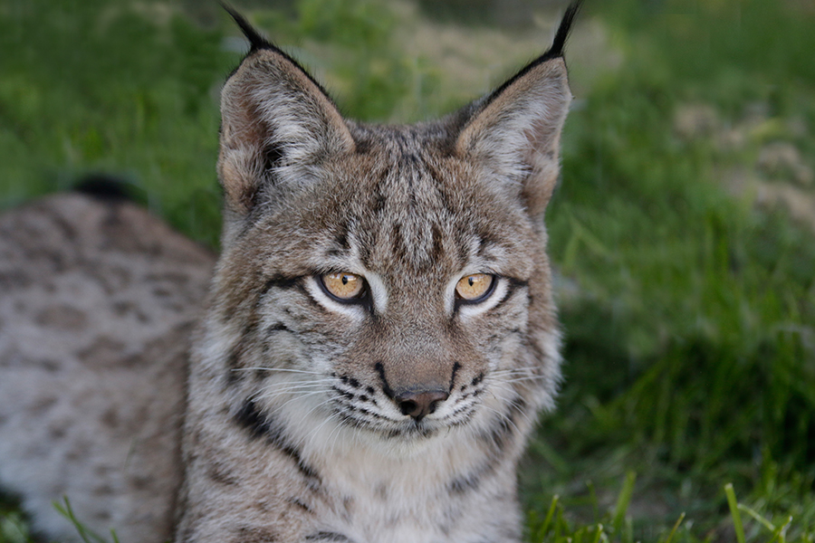 Animal Contact - galerie - animaux de nos forêts - lynx 4