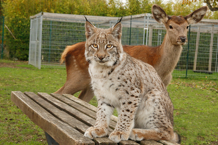 Animal Contact - galerie - animaux de nos forêts - lynx 5