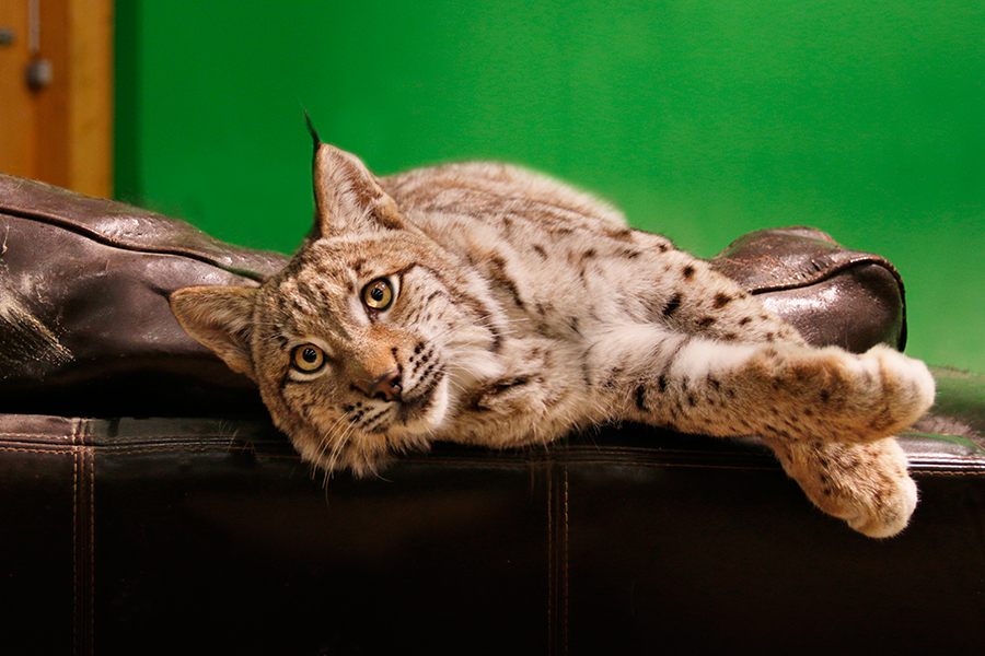 Animal Contact - galerie - animaux de nos forêts - lynx 7