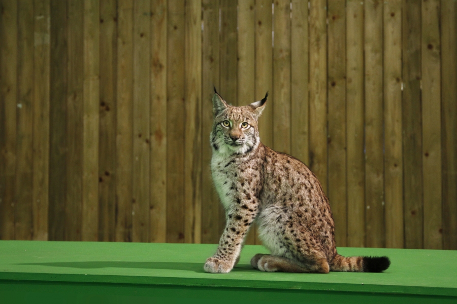 Animal Contact - galerie - animaux de nos forêts - lynx 9