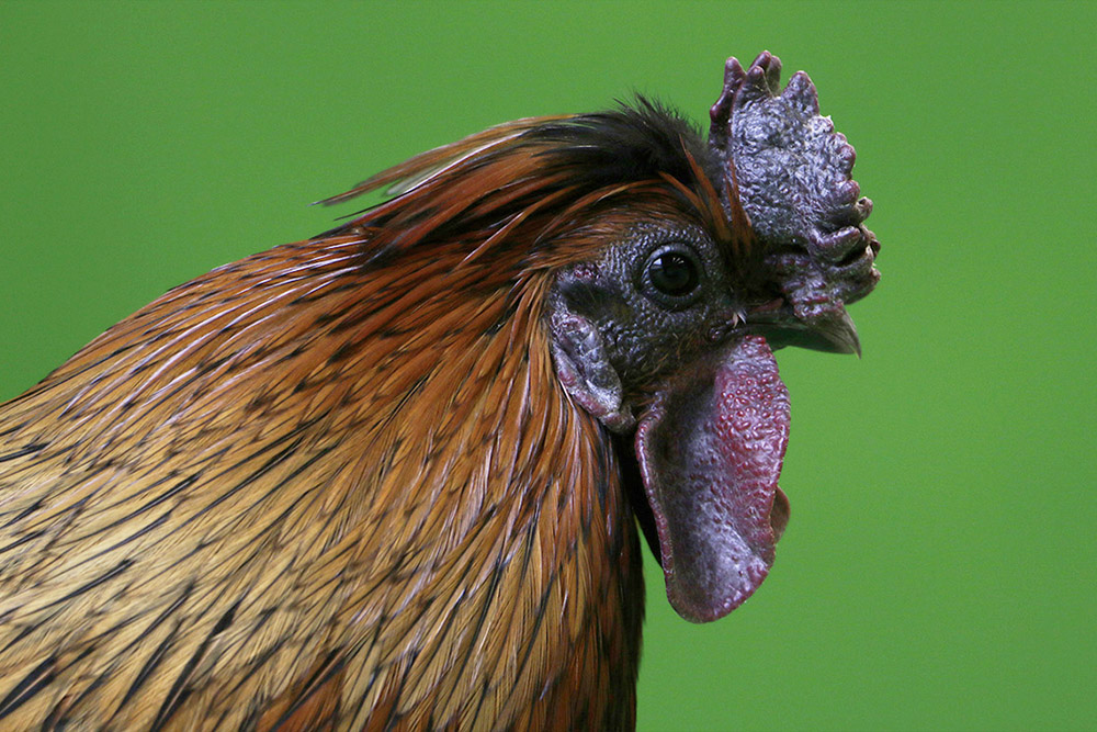Animal Contact - galerie animaux domestiques - Coq 04