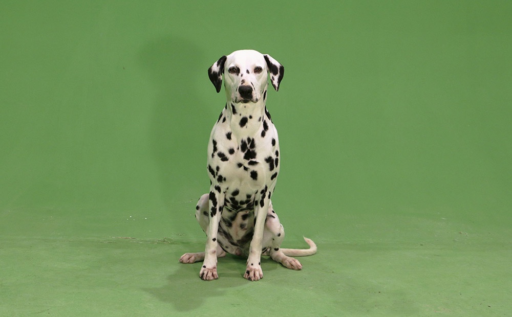 Animal Contact - galerie chiens - Dalmatien - HOUBA 02