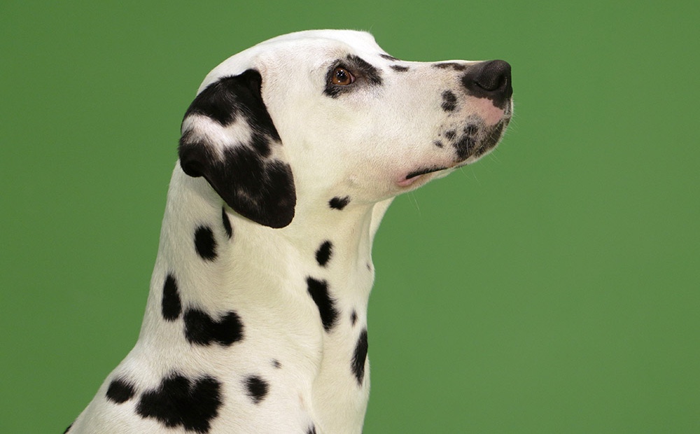 Animal Contact - galerie chiens - Dalmatien - HOUBA 05