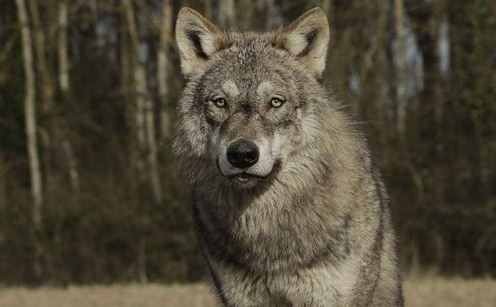 Animal Contact - galerie de portrait des loups - portrait hades 04