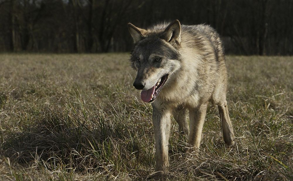 Animal Contact - galerie de portrait des loups - portrait lycos