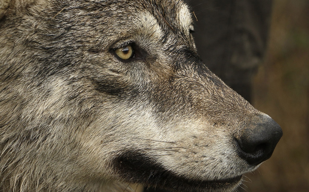Animal Contact - galerie de portrait des loups - portrait