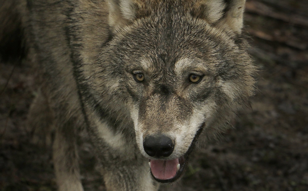 Animal Contact - galerie de portrait des loups - portrait1