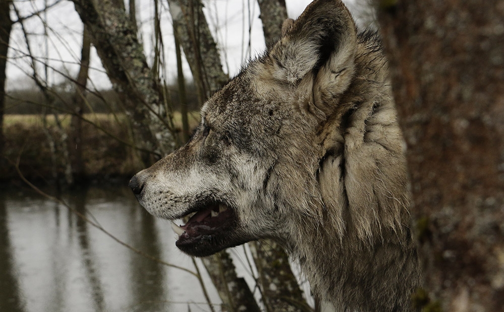 Animal Contact - galerie de portrait des loups - portrait2