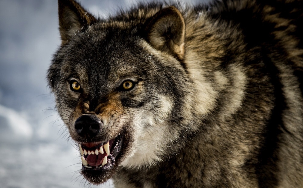 Animal Contact - galerie loups - agressivité - Agressivité 02