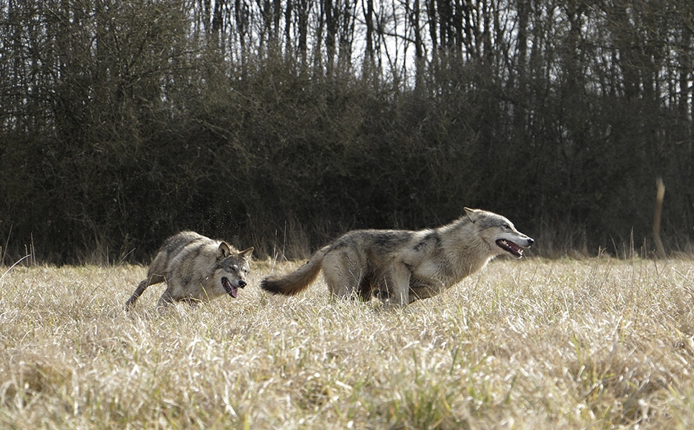 Animal Contact - galerie loups - course - course 08