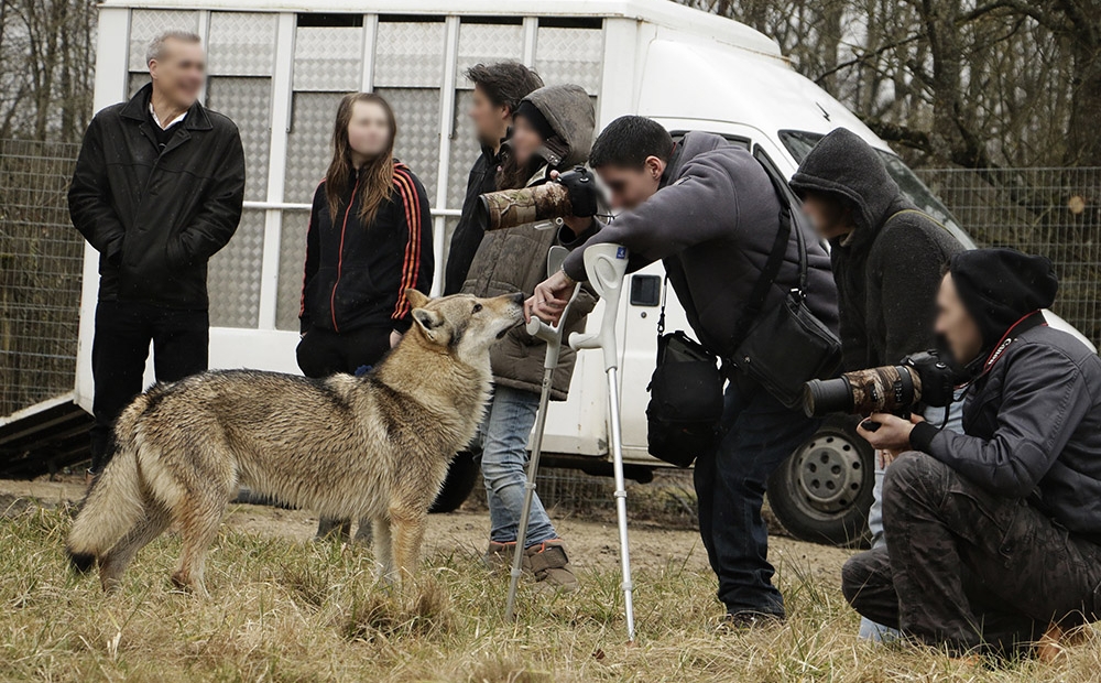 Animal Contact - galerie loups - loup chien - Loup chien 03