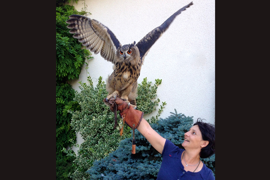 Animal Contact - galerie - oiseaux - grand du d'Europe2