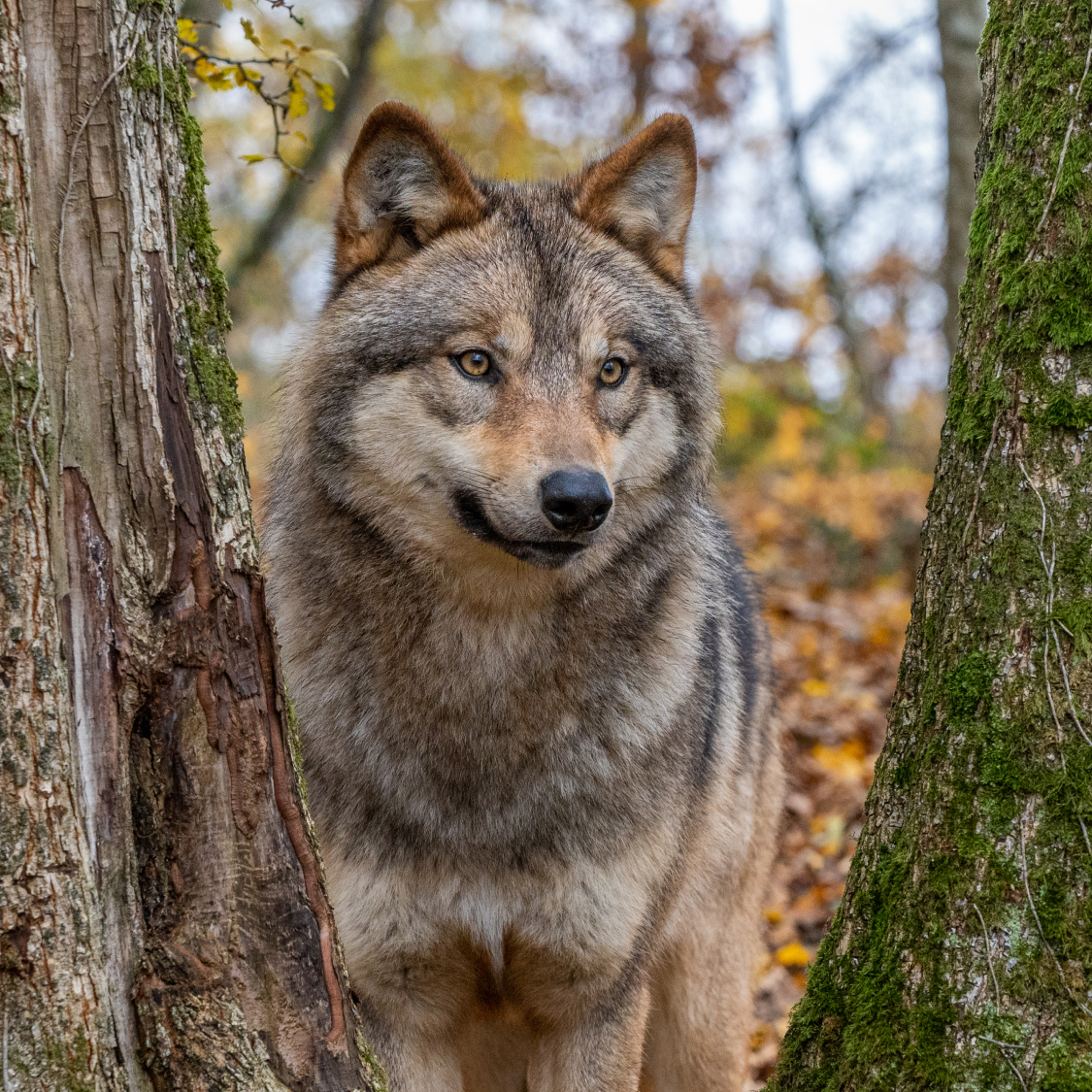 Animal contact - spécialiste des animaux acteurs - loups européens