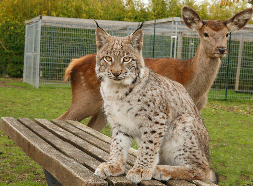 Animal contact - spécialiste des animaux acteurs - lynx et animal de la forêt