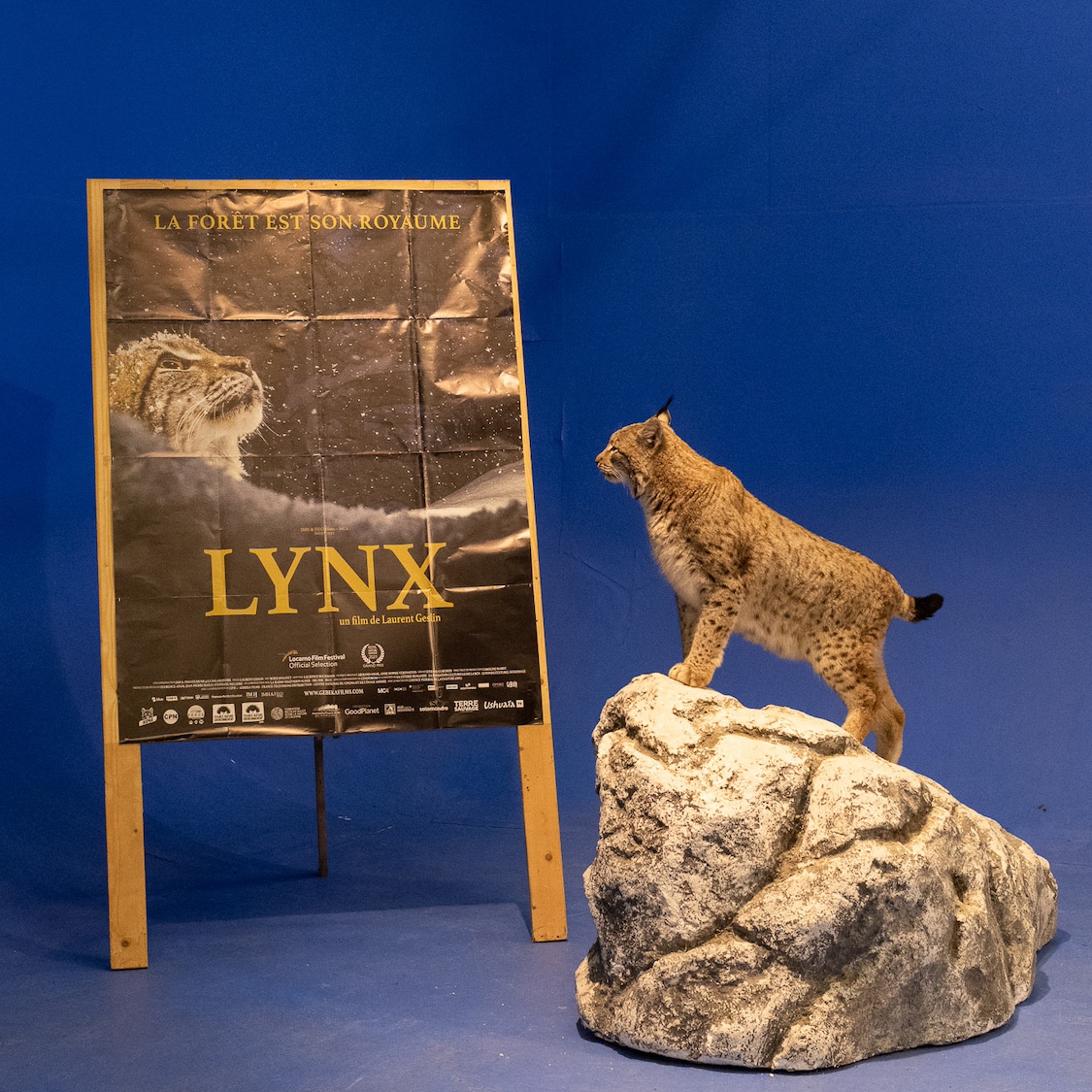 Animal Contact - le spécialiste des animaux acteurs - accueil - Lynx