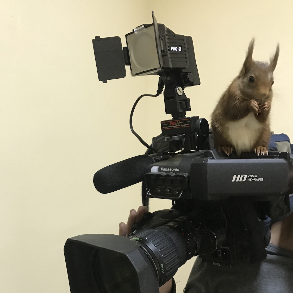 Animal contact - Nos services - cameraman avec ecureuil